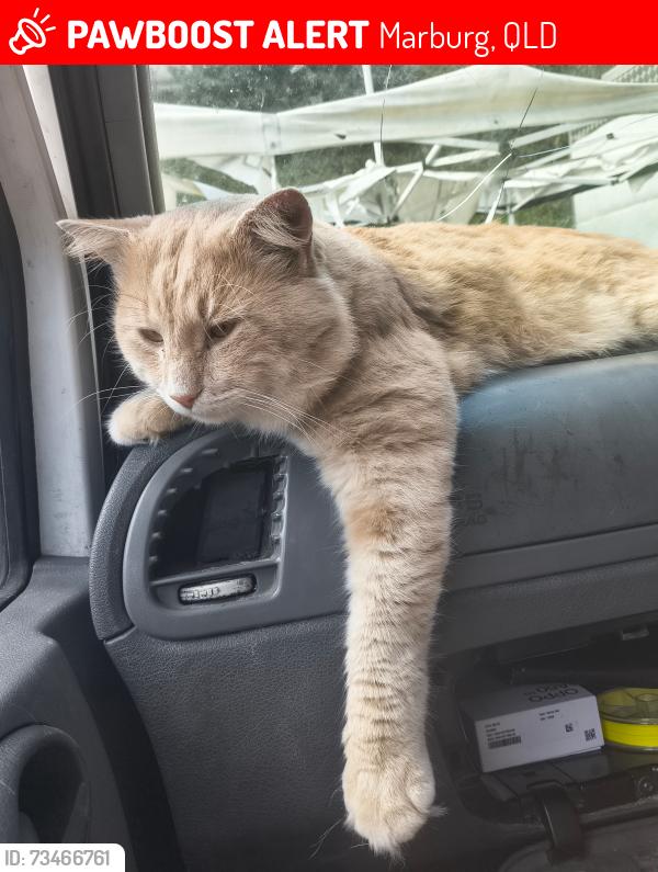 Lost Male Cat last seen Ipswich hosp, Marburg, QLD 4346