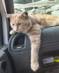 Lost Male Cat last seen Ipswich hosp, Marburg, QLD 4346