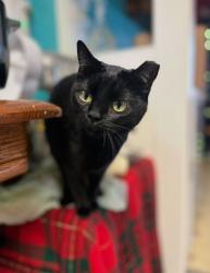 Reunited Female Cat last seen Near Howe Ave, Sacramento, CA 95821, USA, Sacramento, CA 95821