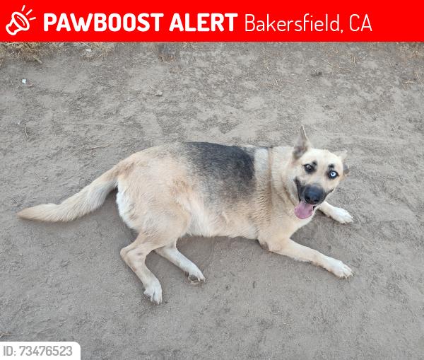 Lost Female Dog last seen 33rd and Qst, Bakersfield, CA 93301