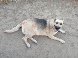 Lost Female Dog last seen 33rd and Qst, Bakersfield, CA 93301