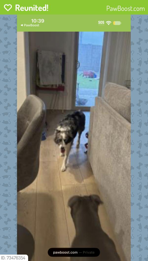 Reunited Female Dog last seen 83rd lower buckeye, Phoenix, AZ 85353