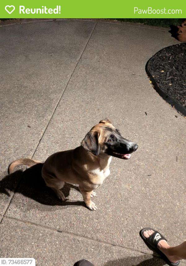 Reunited Female Dog last seen Jomar Dr and Ellard Pl in Concord, Concord, CA 94521