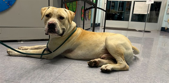 Shelter Stray Male Dog last seen , 4275 Elton St, Baldwin Park, CA 91706, USA