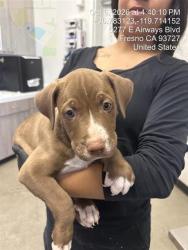 Shelter Stray Male Dog last seen Near BLOCK W FEDORA AVE, FRESNO CA 93705 2625, 5277 E Airways Blvd, Fresno, CA 93727, USA