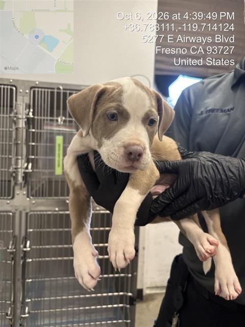 Shelter Stray Male Dog last seen Near BLOCK W FEDORA AVE, FRESNO CA 93705 2625, 5277 E Airways Blvd, Fresno, CA 93727, USA