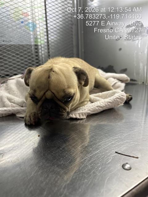 Shelter Stray Female Dog last seen CEDAR AND PALO ALTO FRESNO CA 93710, 5277 E Airways Blvd, Fresno, CA 93727, USA