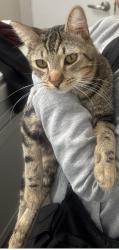 Lost Male Cat last seen Near 5300 S J Street, Oxnard, CA 93033