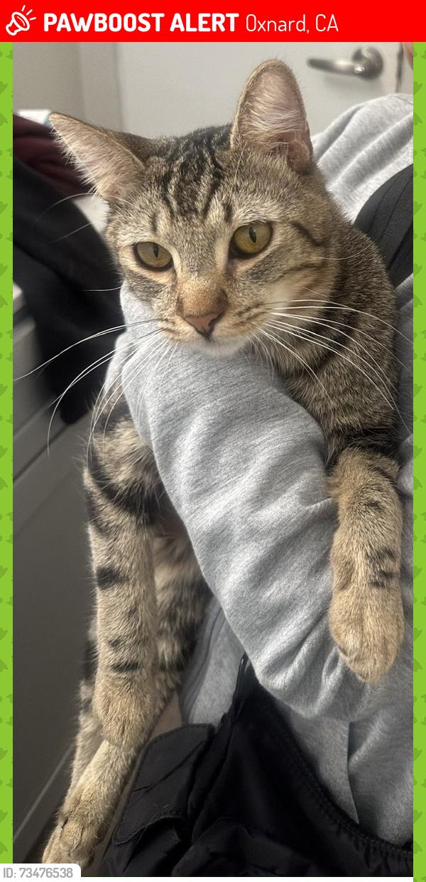 Lost Male Cat last seen Near 5300 S J Street, Oxnard, CA 93033