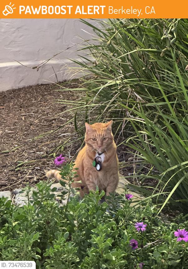 Found/Stray Unknown Cat last seen College Ave, Ashby Ave in Berkeley, CA, Berkeley, CA 94705