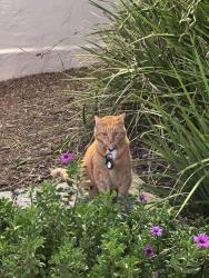 Found/Stray Unknown Cat last seen College Ave, Ashby Ave in Berkeley, CA, Berkeley, CA 94705