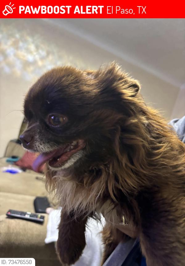 Lost Male Dog last seen Luna st, El Paso, TX 79903