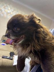 Lost Male Dog last seen Luna st, El Paso, TX 79903