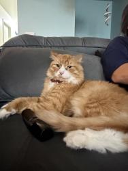 Reunited Male Cat last seen Woodside Ave Exd, Danbury, CT 06810, USA, Danbury, CT 06810