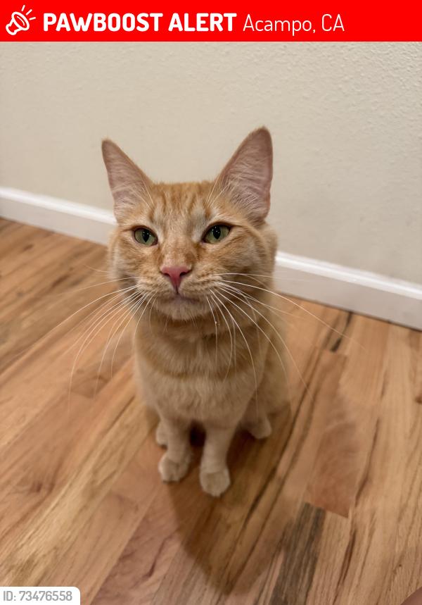 Lost Male Cat last seen Woodbridge rd, Acampo, CA 95220