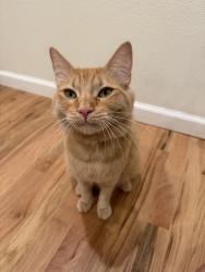 Lost Male Cat last seen Woodbridge rd, Acampo, CA 95220