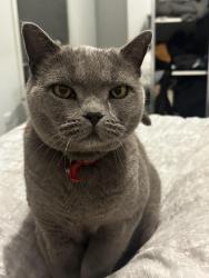 Lost Male Cat last seen Atkinson reserve, Reservoir, VIC 3073