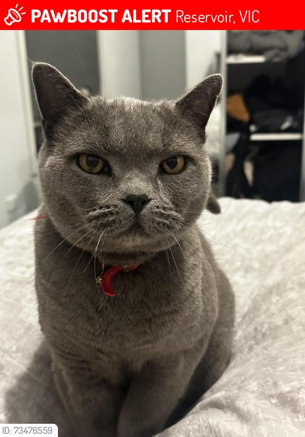 Lost Male Cat last seen Atkinson reserve, Reservoir, VIC 3073