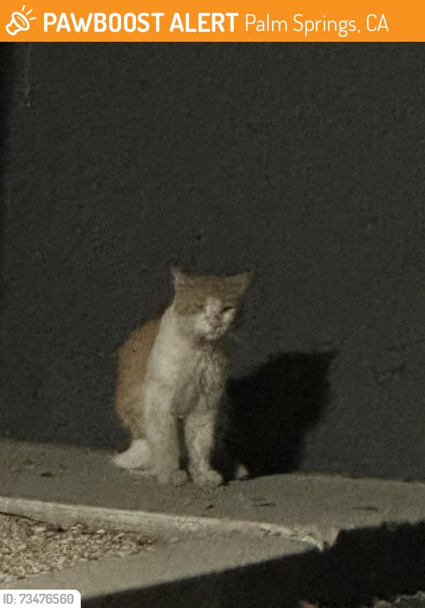 Found/Stray Unknown Cat last seen Salon suite east, Palm Springs, CA 92264