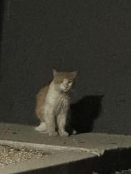 Found/Stray Unknown Cat last seen Salon suite east, Palm Springs, CA 92264