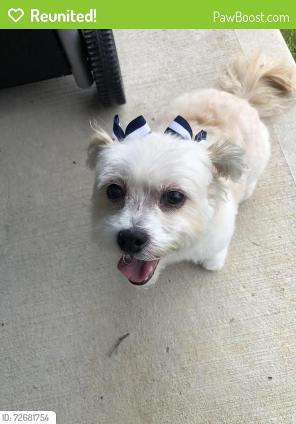 Reunited Female Dog last seen Missouri City Texas, Missouri City, TX 77489