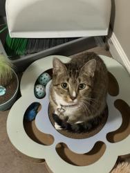 Reunited Female Cat last seen Emporia, st Francis, 16th st, 14-15th st., Wichita, KS 67214