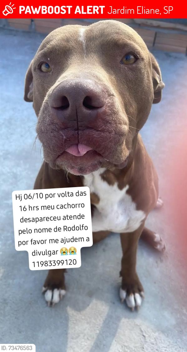Lost Male Dog last seen Avenida lider, Jardim Eliane, SP 