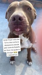 Lost Male Dog last seen Avenida lider, Jardim Eliane, SP 