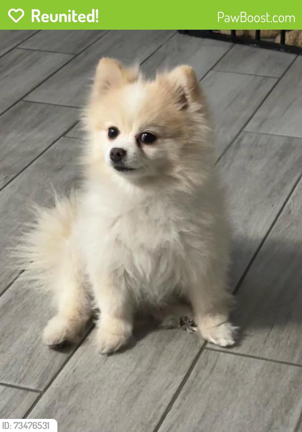 Reunited Female Dog last seen N Decatur and Craig, Las Vegas, NV 89130
