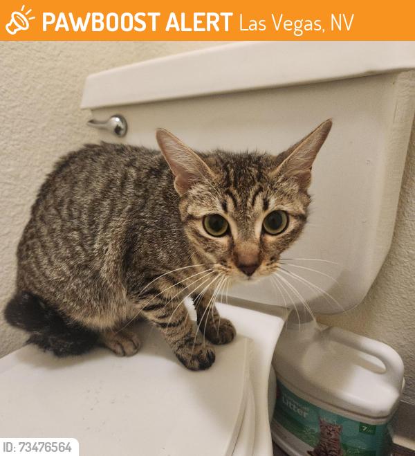 Found/Stray Female Cat last seen Found in Woofter Park, Las Vegas, NV 89128