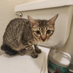 Found/Stray Female Cat last seen Found in Woofter Park, Las Vegas, NV 89128