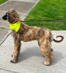Lost Male Dog last seen Greenvalley Drive, Saint Albans, WV 25177