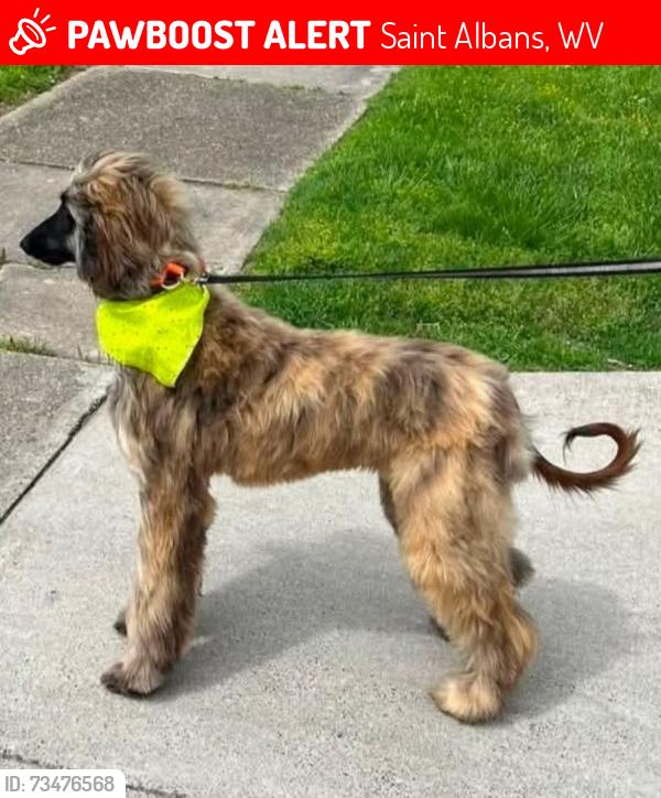 Lost Male Dog last seen Greenvalley Drive, Saint Albans, WV 25177