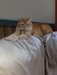 Lost Male Cat last seen Quality Inn, Morris, IL 60450