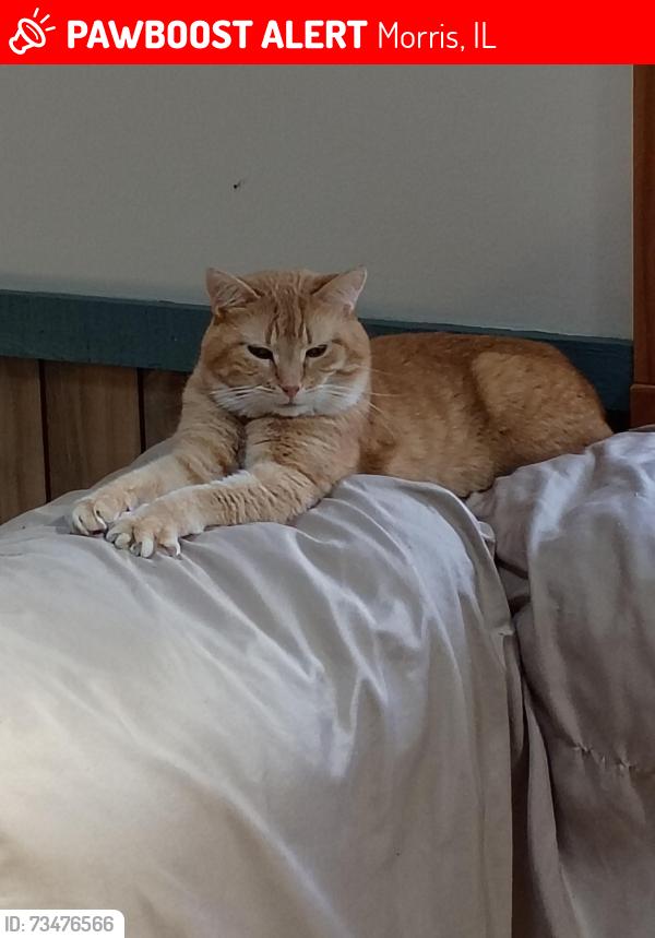 Lost Male Cat last seen Quality Inn, Morris, IL 60450