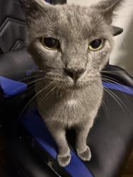 Reunited Male Cat last seen 41-72 denman st, Queens, NY 11373