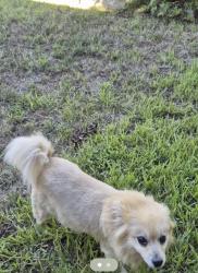 Reunited Female Dog last seen Near Juneberry St, Fort Worth, TX 76137, USA, Fort Worth, TX 76137