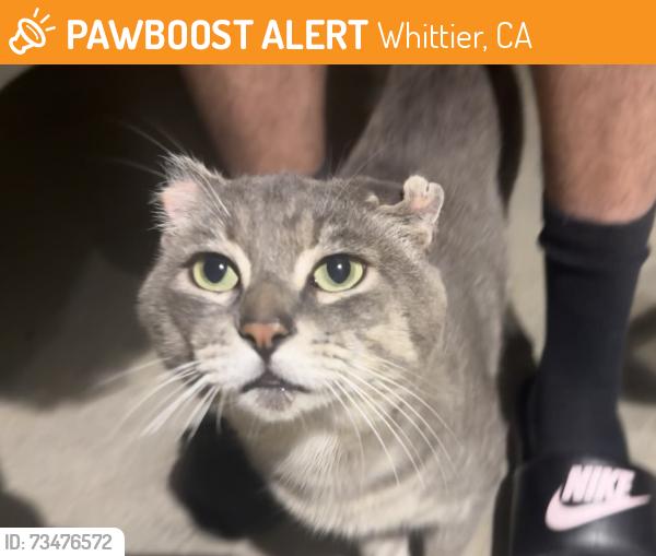 Found/Stray Male Cat last seen Anola St and Hornell, Whittier, CA 90604