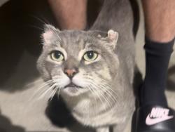 Found/Stray Male Cat last seen Anola St and Hornell, Whittier, CA 90604