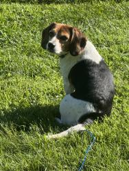 Reunited Female Dog last seen Saffer St, Cincinnati, OH, USA, Cincinnati, OH 45225