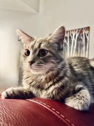 Lost Female Cat last seen Miller Road, Valrico, FL 33596