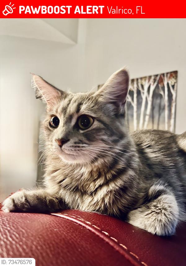 Lost Female Cat last seen Miller Road, Valrico, FL 33596