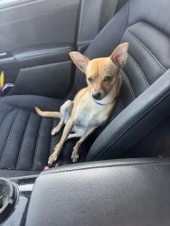 Reunited Male Dog last seen Saffer St, Cincinnati, OH, USA, Cincinnati, OH 45225