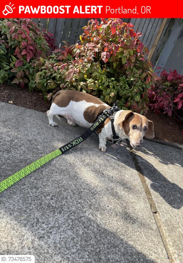 Lost Female Dog last seen Near SE 105th Ave, Portland, OR 97266