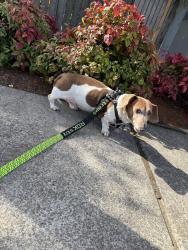 Lost Female Dog last seen Near SE 105th Ave, Portland, OR 97266