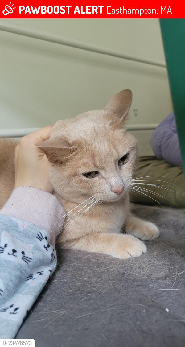 Lost Female Cat last seen Florence Rd and Lyman St, Easthampton, MA 01027