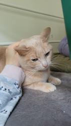 Lost Female Cat last seen Florence Rd and Lyman St, Easthampton, MA 01027