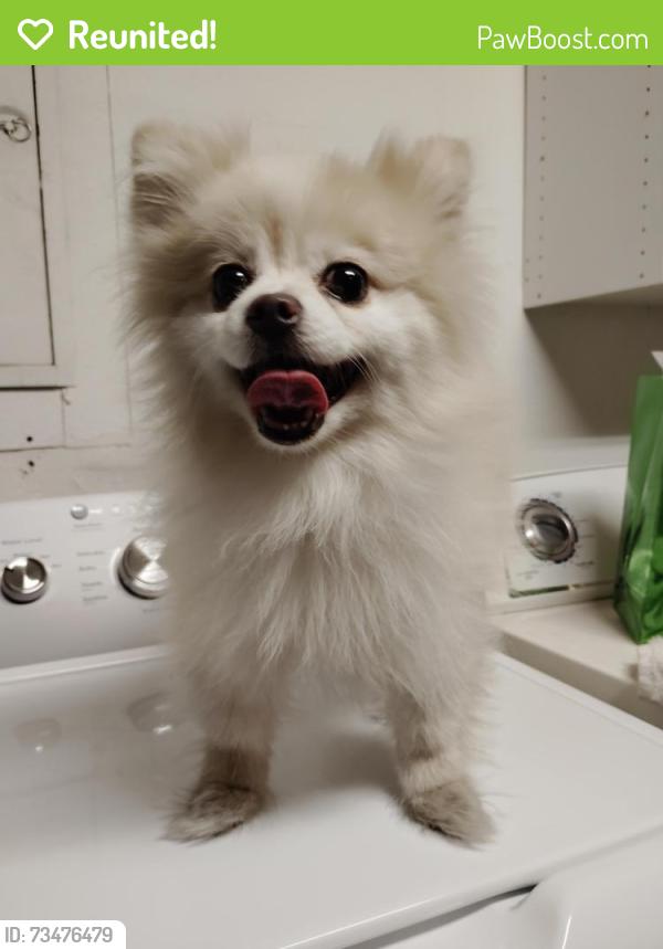 Reunited Female Dog last seen On North Decatur, Near Winco, Las Vegas, NV 89031