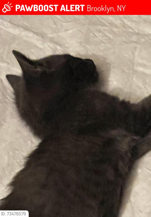 Lost Female Cat last seen W12 between S and Highlawn, Brooklyn, NY 11223