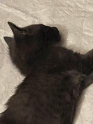 Lost Female Cat last seen W12 between S and Highlawn, Brooklyn, NY 11223